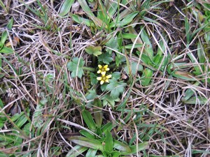 Famous flora on Carstensz Pyramid