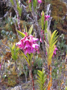 Famous flora on Carstensz Pyramid