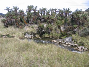 Famous flora on Carstensz Pyramid