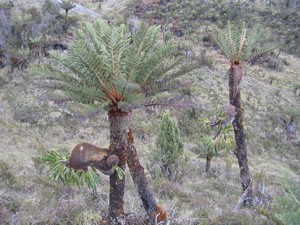 Famous flora on Carstensz Pyramid