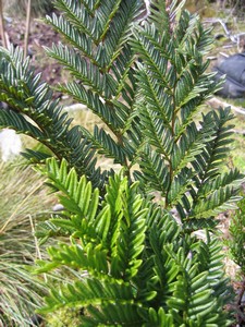 Famous flora on Carstensz Pyramid