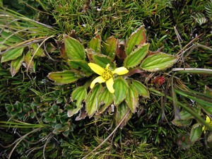 Famous flora on Carstensz Pyramid