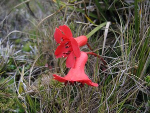 Famous flora on Carstensz Pyramid