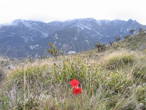 Famous flora on Carstensz Pyramid