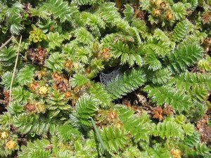 Famous flora on Carstensz Pyramid