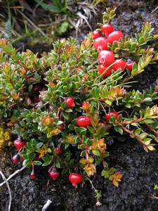 Famous flora on Carstensz Pyramid