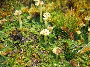 Famous flora on Carstensz Pyramid
