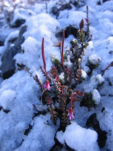 Famous flora on Carstensz Pyramid