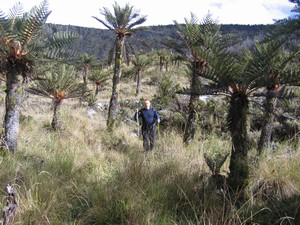 Carstensz – Kembalo Plato